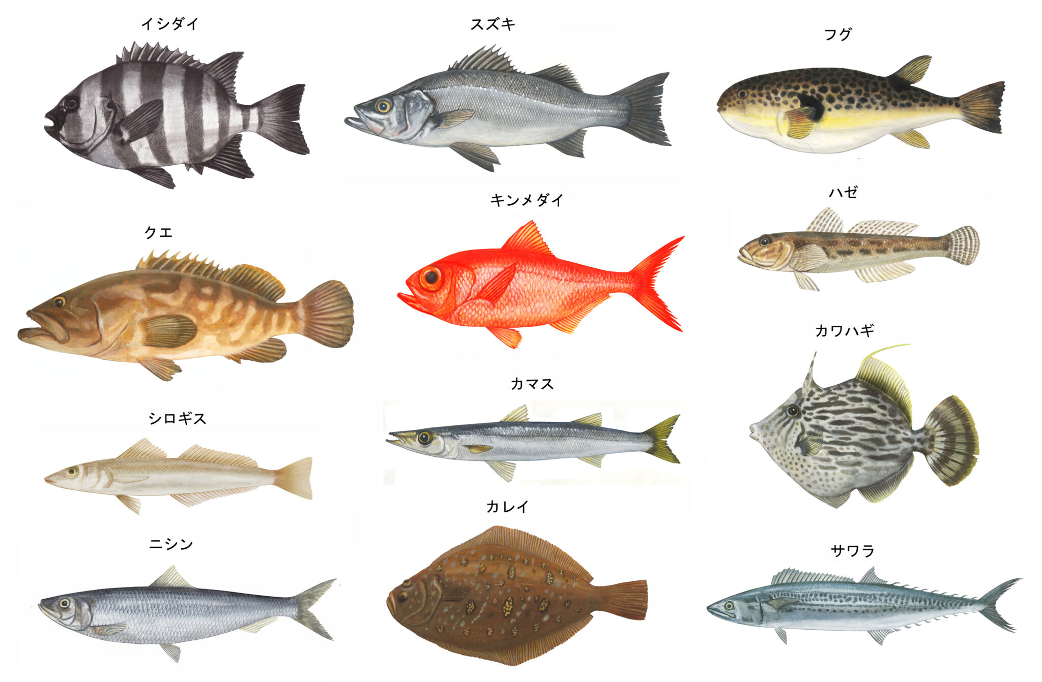 魚アレルギーの可能性はありますか? _ 魚アレルギー ツナ _ アレルギー症状の悪化に注意【20日にかけての … – XSYWW