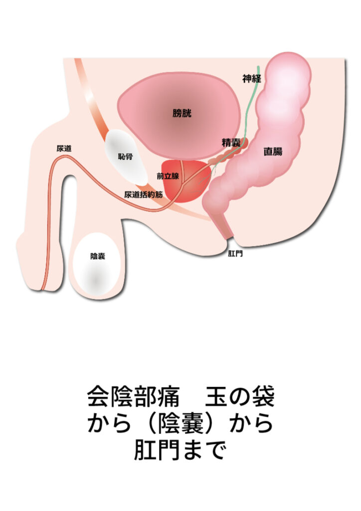 会陰部痛 （えいんぶつう）サドルが怖い-大和クリニック-木更津市の泌尿器科