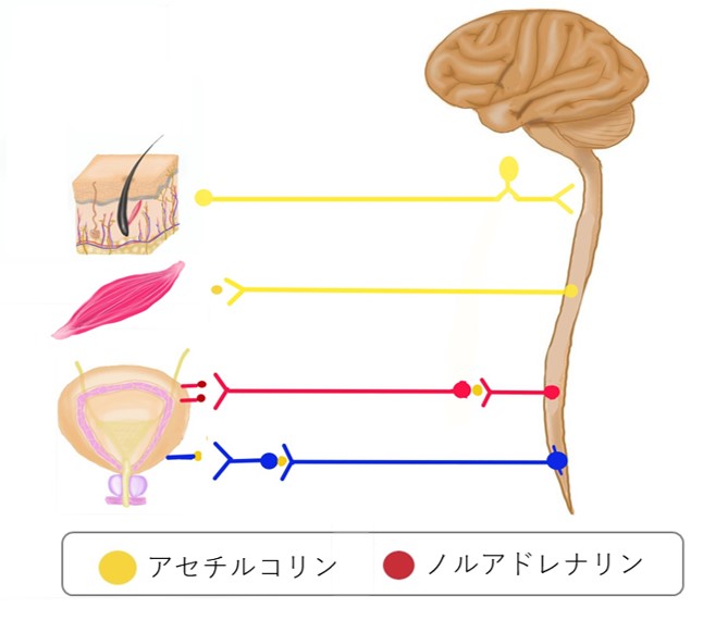 コリン性じんましん（こりん星人マシン？）-大和クリニック-木更津市の皮膚科