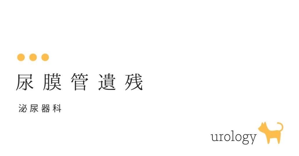 おへその炎症を繰り返しています。 尿膜管遺残 -大和クリニック-木更津市の泌尿器科